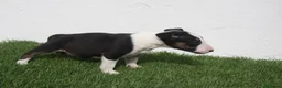 Bull Terrier perros en venta: Bull Terrier  - Anuncio 20