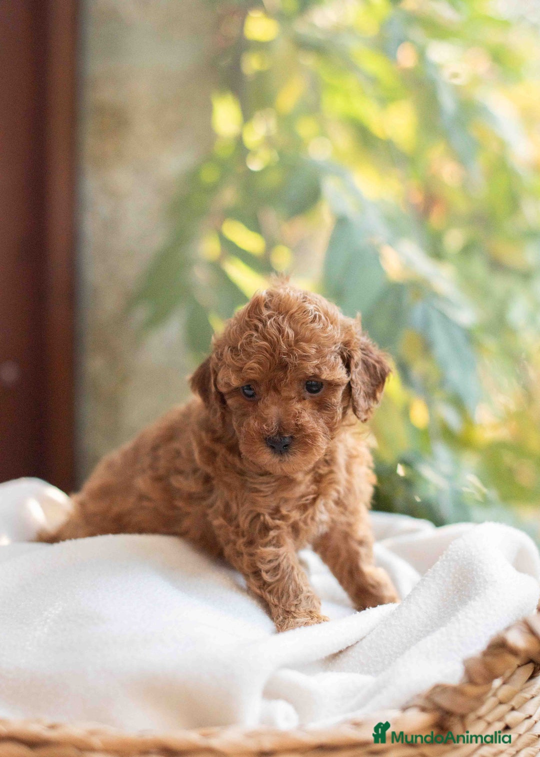 Caniche Toy perros en venta: Caniche toy hembra - Anuncio 3