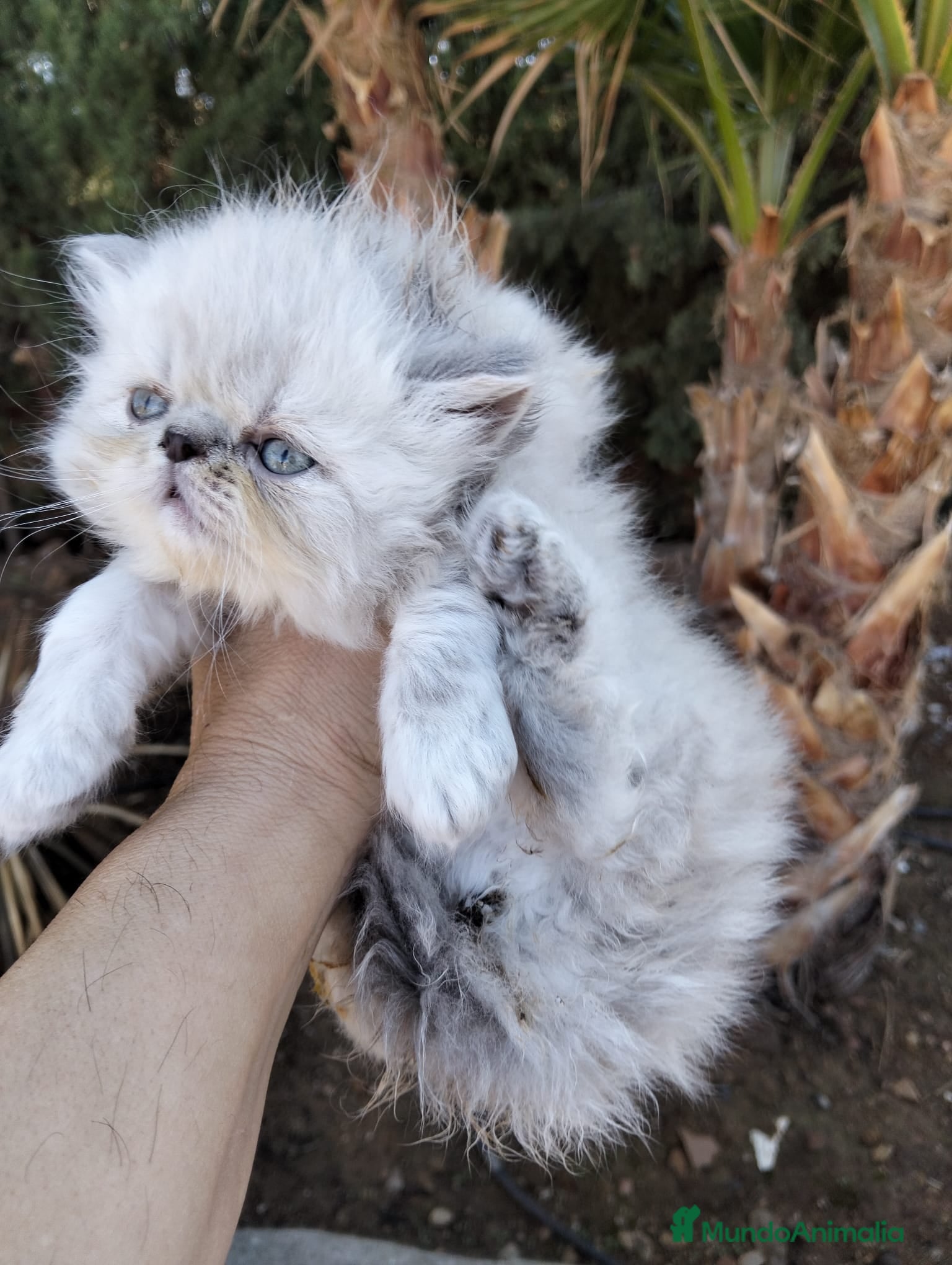 Persa gatos Hembra persa americana  - Anuncio 12