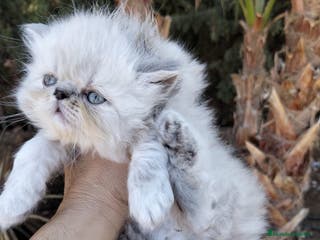 Persa gatos Hembra persa americana - Anuncio 1