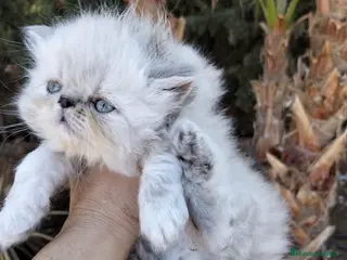 Persa gatos Hembra persa americana - Anuncio 7