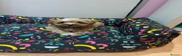 Maltipoo perros en venta: Maltipoo preciosos - Anuncio 3
