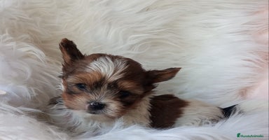 Biewer Yorkshire Terrier a la Pom Pon perros - Propaganda 3