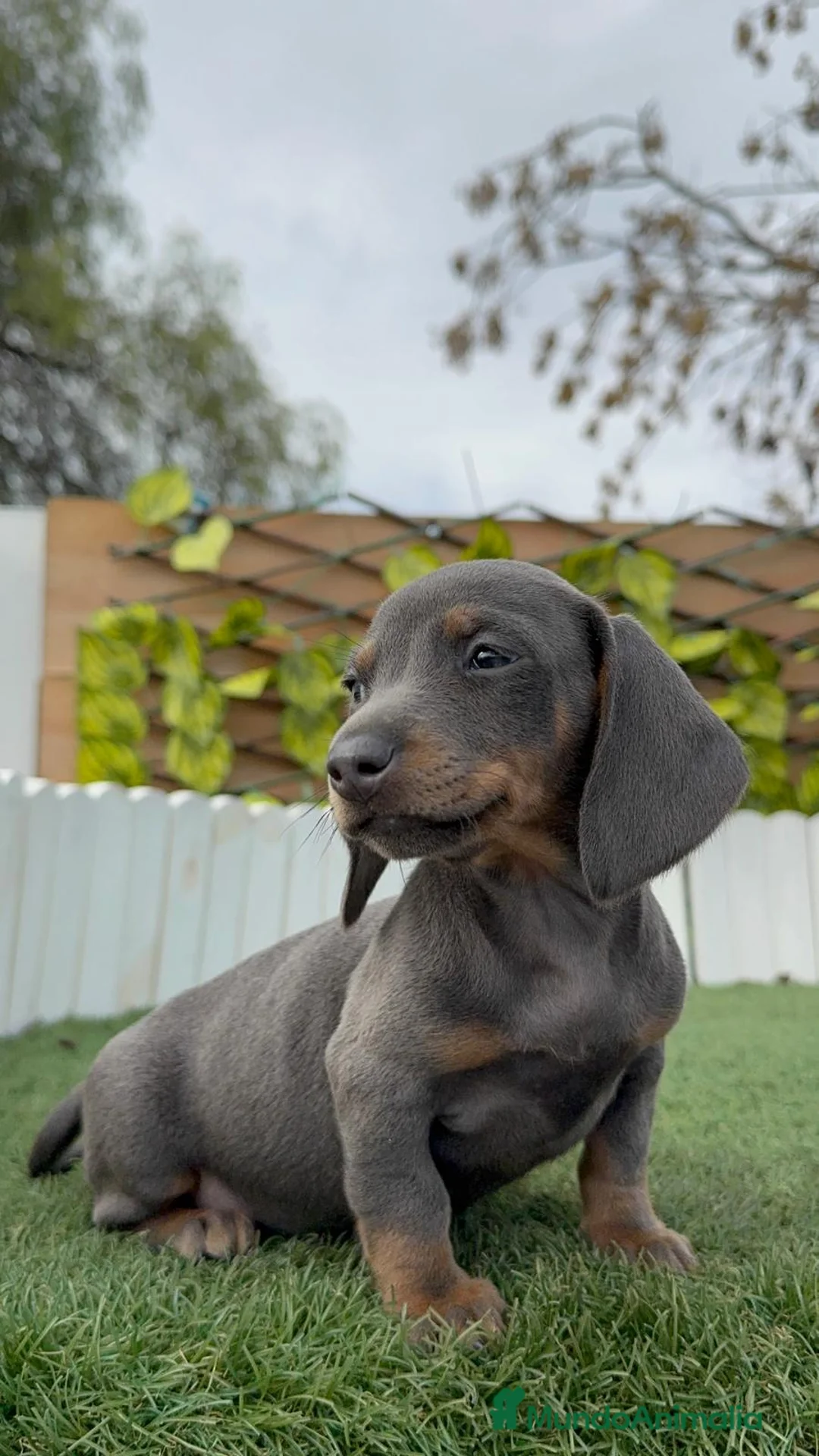 Teckel Miniatura perros en venta: TECKEL BLUE HEMBRA - Anuncio 10