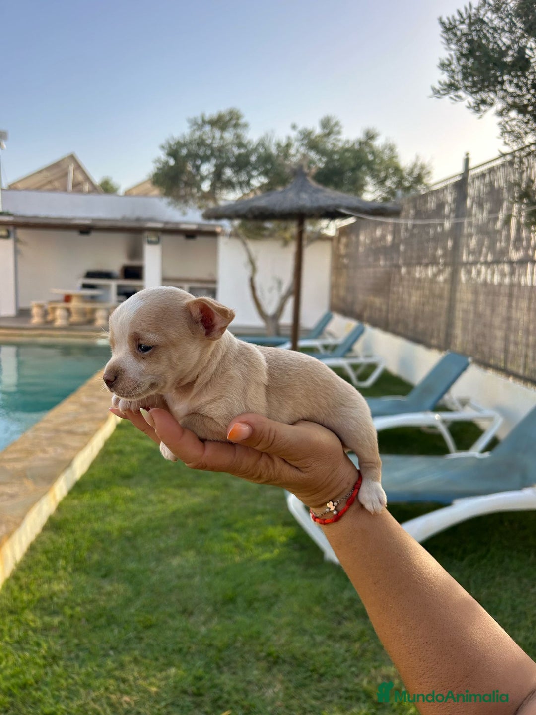 Chihuahua perros en venta: Últimos 3 chihuahuas !!!  - Imagen 4