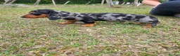 Teckel Miniatura perros en venta: TECKEL MINI TODA ESPAÑA  - Anuncio 5