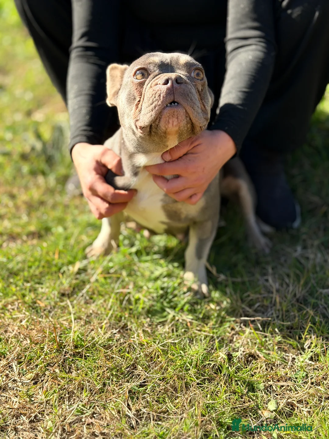 Bulldog Francés perros en venta: Bulldog francés MUY ECONOMICA - Anuncio 6