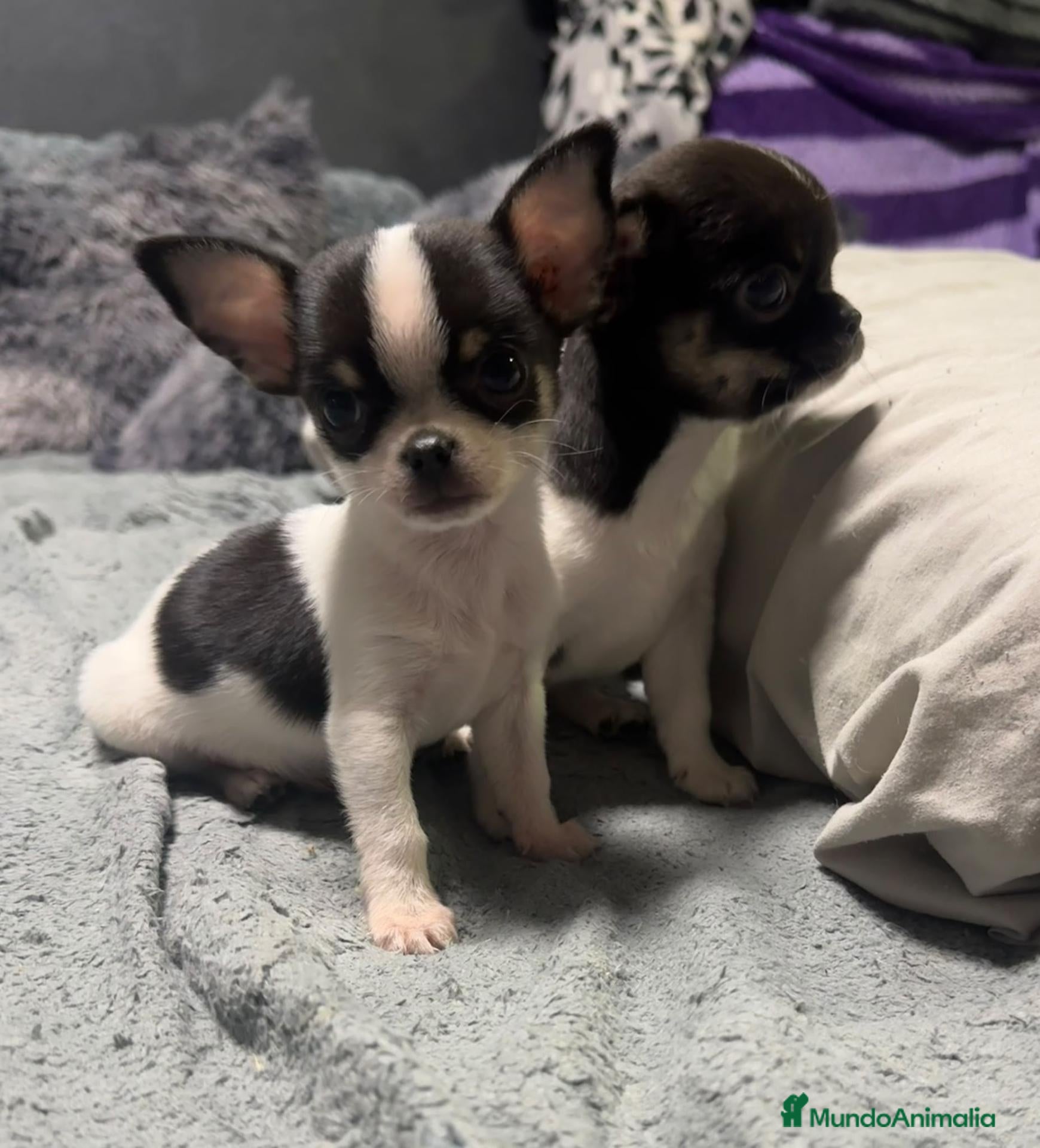 Chihuahua perros Chihuahua ❤️  - Anuncio 22