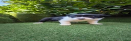 Border Collie perros en venta: border collie blue merle y blanco y negro - Anuncio 24