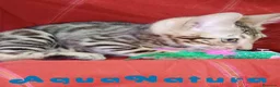 Bengalí gatos en venta: Bengali Macho 6261 - AQUANATURA en Barcelona - Anuncio 5