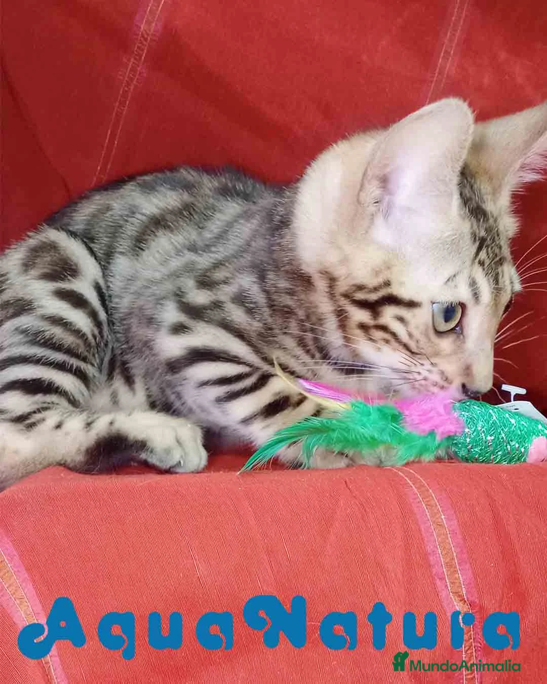 Bengalí gatos en venta: Bengali Macho 6261 - AQUANATURA en Barcelona - Anuncio 5