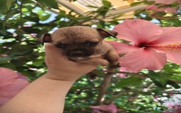 Chihuahua perros en venta: Chihuahua macho Toy  - Imagen 1