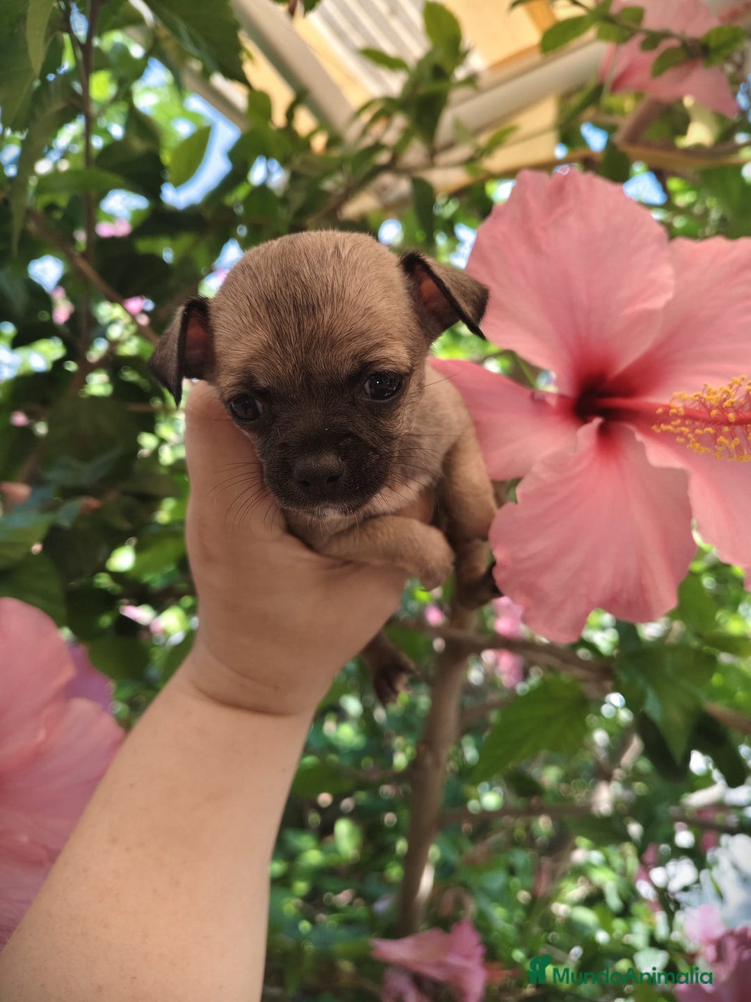 Chihuahua perros en venta: Chihuahua macho Toy  - Imagen 1