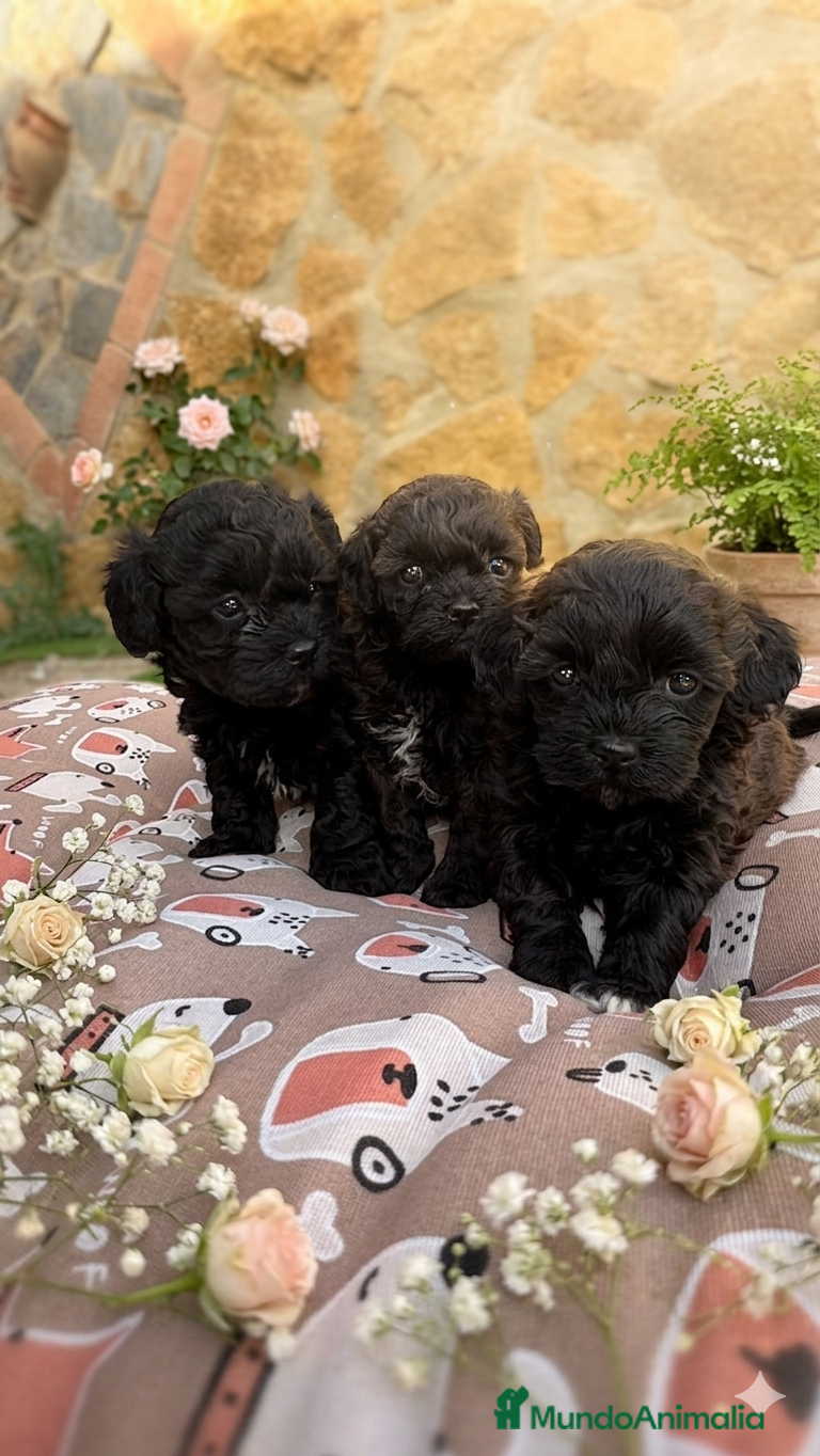 Maltipoo perros Maltipoo Toy hembra  - Anuncio 1