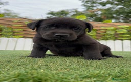 Labrador Retriever perros en venta: LABRADOR MACHO - Imagen 10