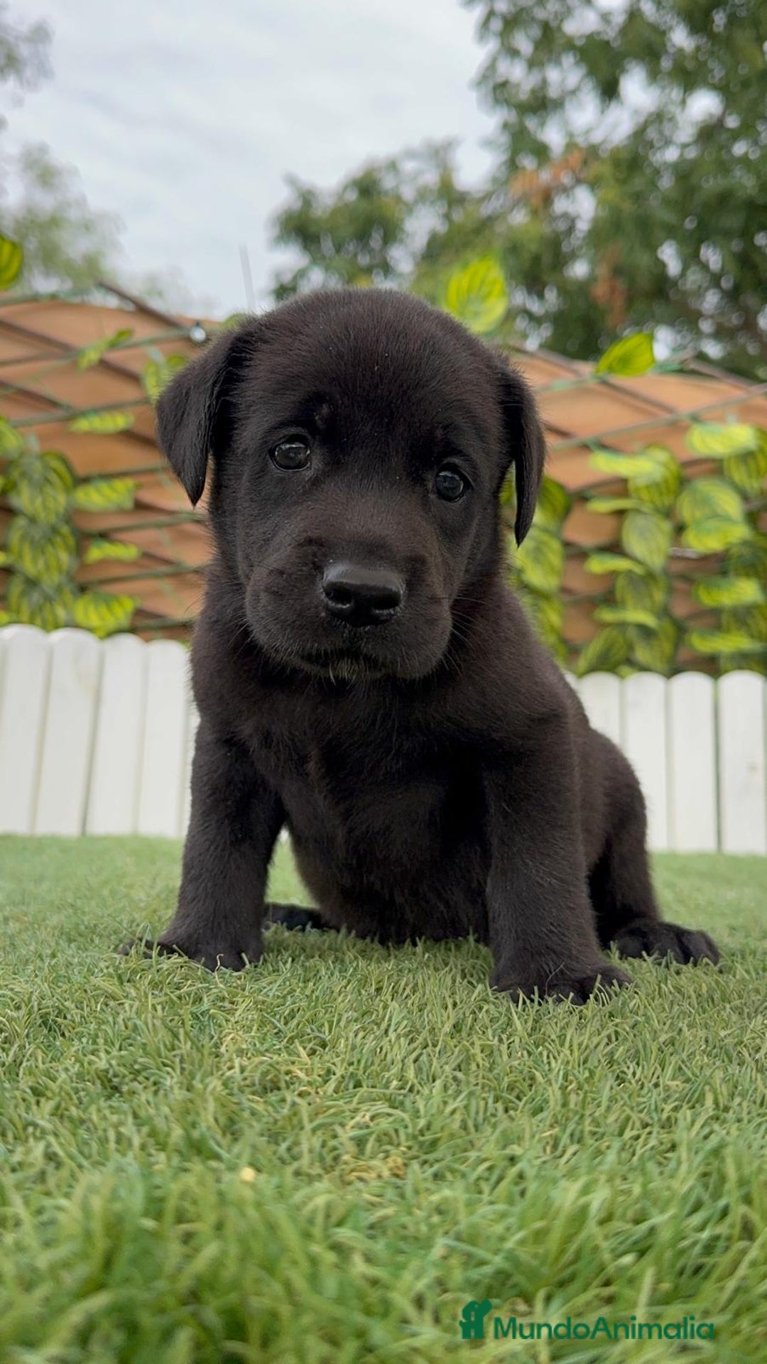 Labrador Retriever perros en venta: LABRADOR MACHO - Imagen 10