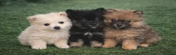 Pomerania perros en venta: Pomerania  - Anuncio 1