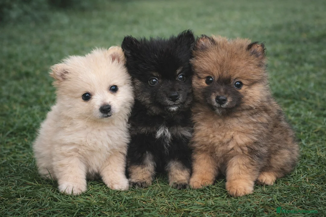 Pomerania perros en venta: Pomerania  - Anuncio 1