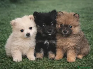 Pomerania perros Pomerania - Anuncio 34
