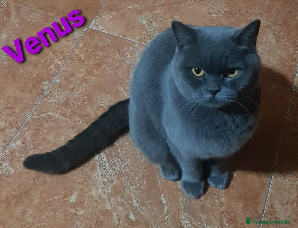 Británico de Pelo Corto gatos Gatos británico pelo corto - Anuncio 1