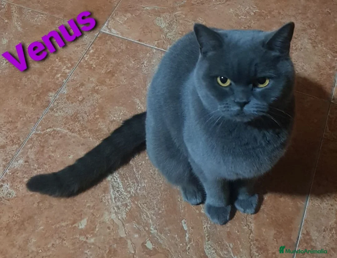 Británico de Pelo Corto gatos en venta: Gatos británico pelo corto - Anuncio 1
