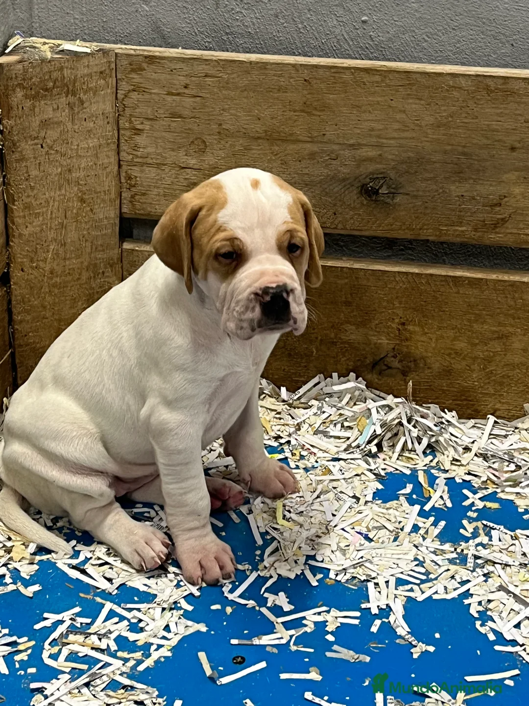 Pointer perros en venta: Benidorm Caraby pointer inglés  en Alicante - Anuncio 16