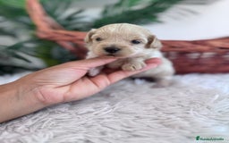 Maltipoo perros en venta: MALTIPOO MACHO - Imagen 14