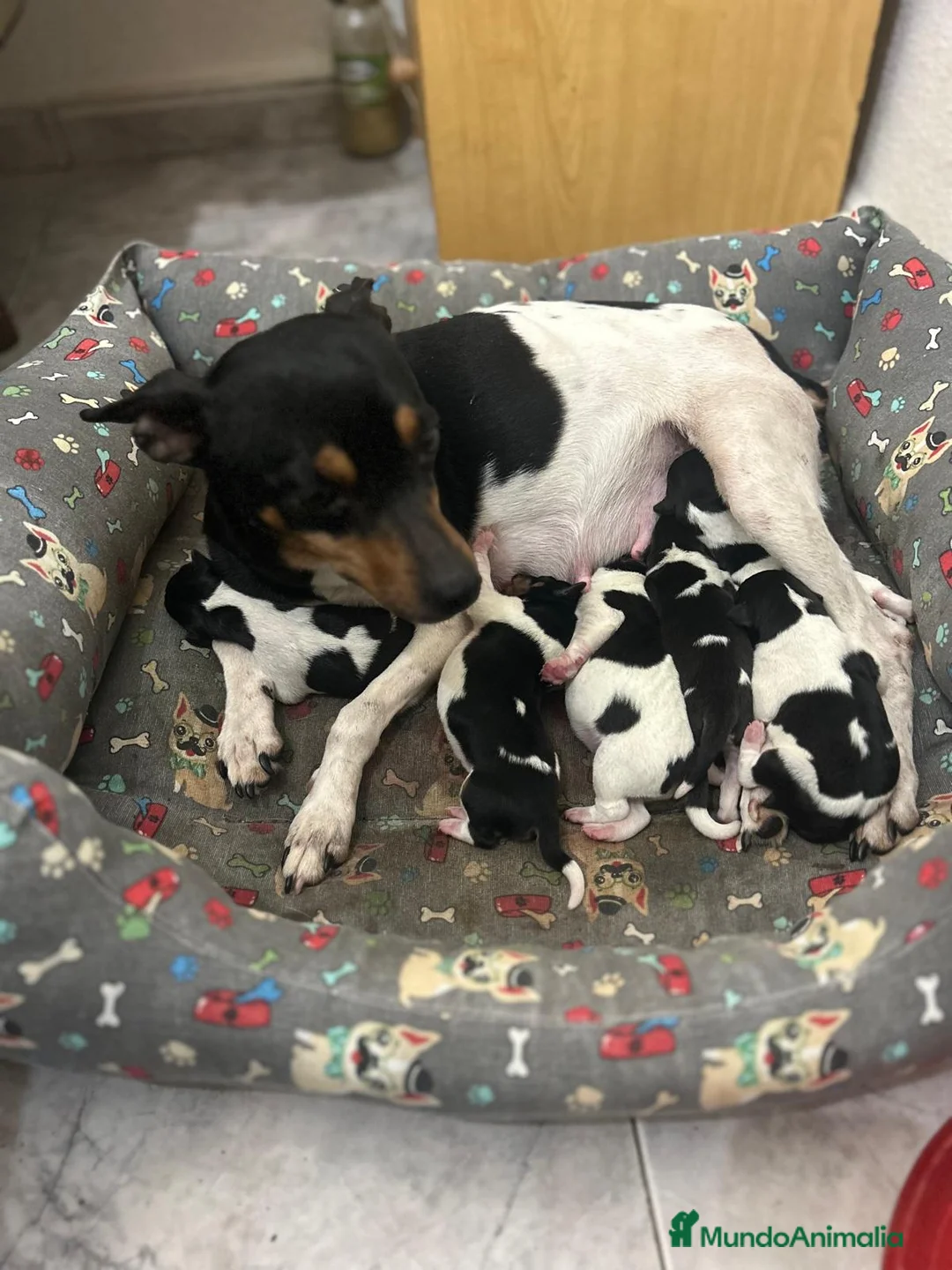 Gos Rater Valencià perros en venta: Ratonero valenciano  - Anuncio 1