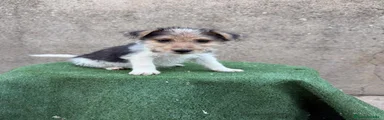 Fox Terrier de Pelo Duro 2