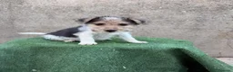 Fox Terrier de Pelo Duro perros en venta: Fox terrier pelo duro  - Anuncio 15