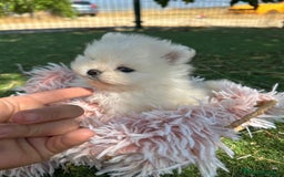 Pomerania perros en venta: Pomerania top del Valle  - Imagen 5