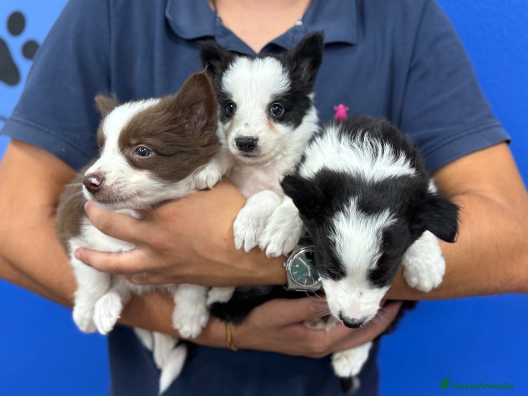 Border Collie perros en venta: Border Collie 450€ ¡PRECIO REAL! - Imagen 3