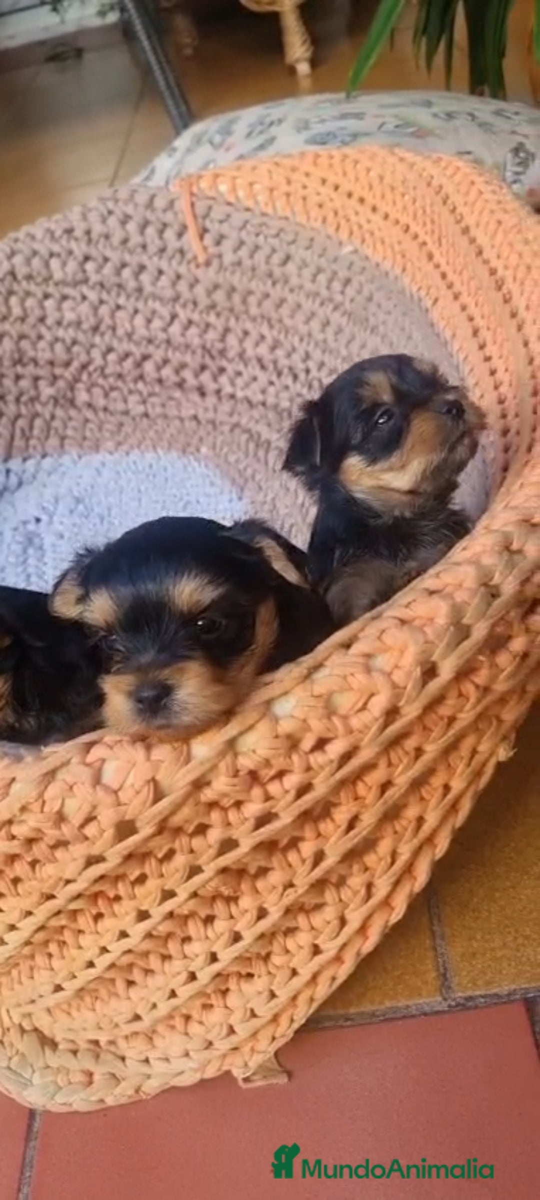 Yorkshire Terrier perros en venta: Yorkshire toy  - Anuncio 1