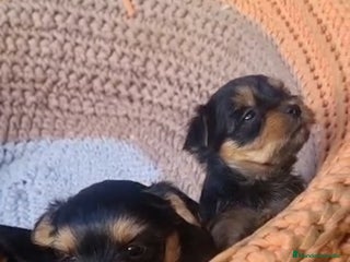 Yorkshire Terrier perros Yorkshire toy - Anuncio 2
