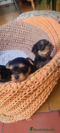 Yorkshire Terrier perros Yorkshire toy - Anuncio 1