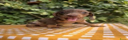 Teckel Miniatura perros en venta: TECKEL MINIATURA ARLEQUIN - Anuncio 3