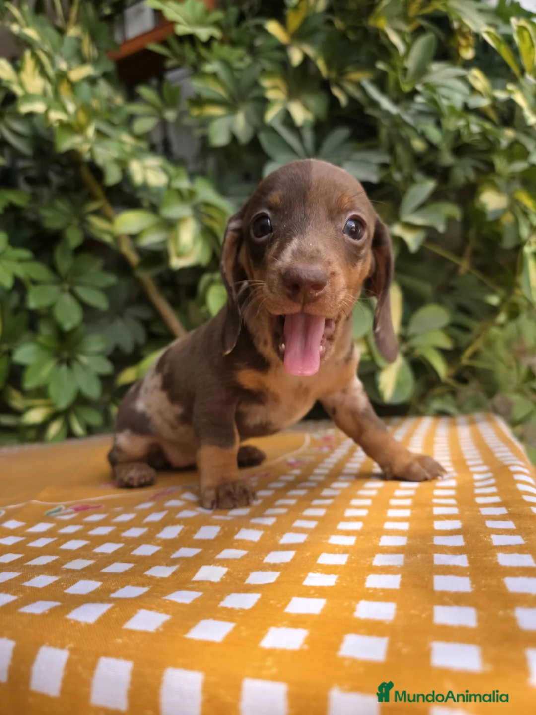 Teckel Miniatura perros en venta: TECKEL MINIATURA ARLEQUIN - Anuncio 3