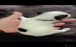 Biewer Yorkshire Terrier a la Pom Pon perros en venta: Yorkshire biewer toy  - Anuncio 6