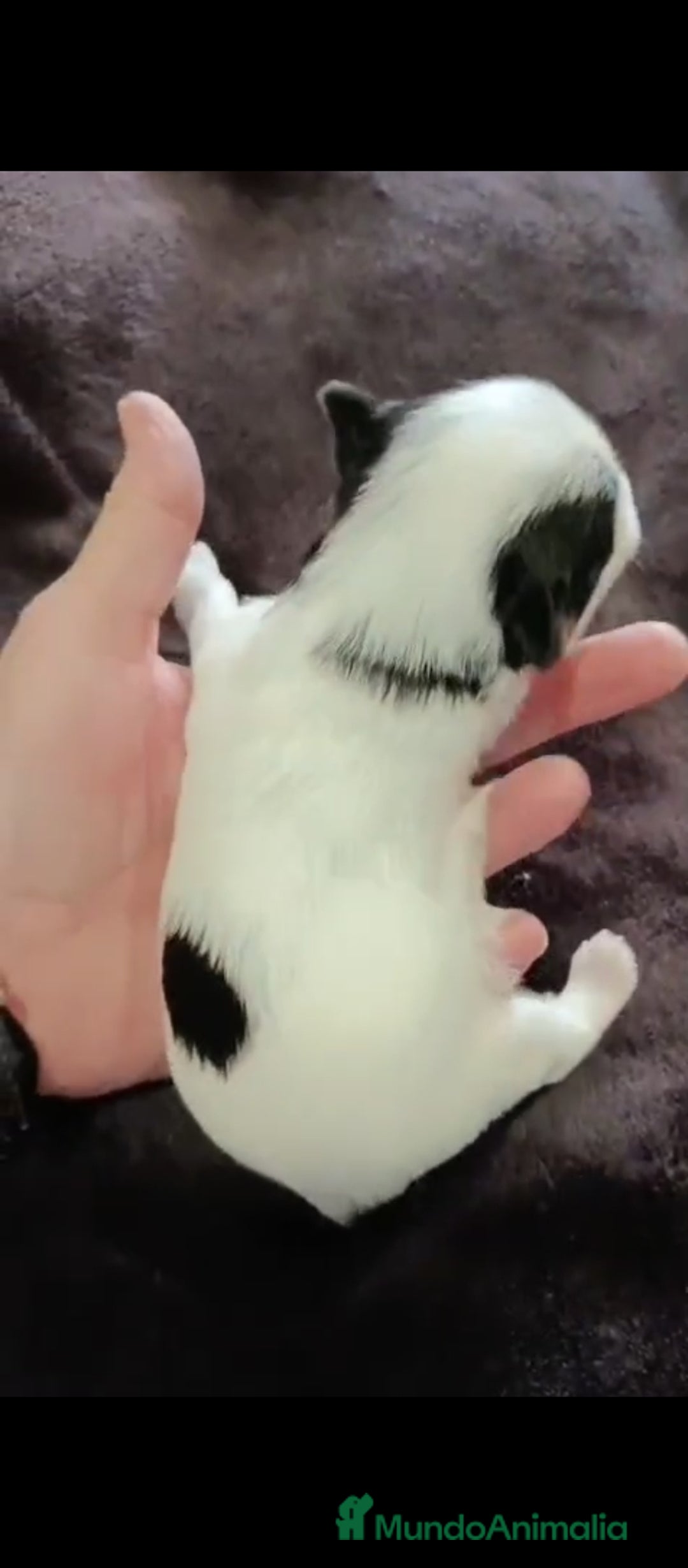 Biewer Yorkshire Terrier a la Pom Pon perros en venta: Yorkshire biewer toy  - Anuncio 6