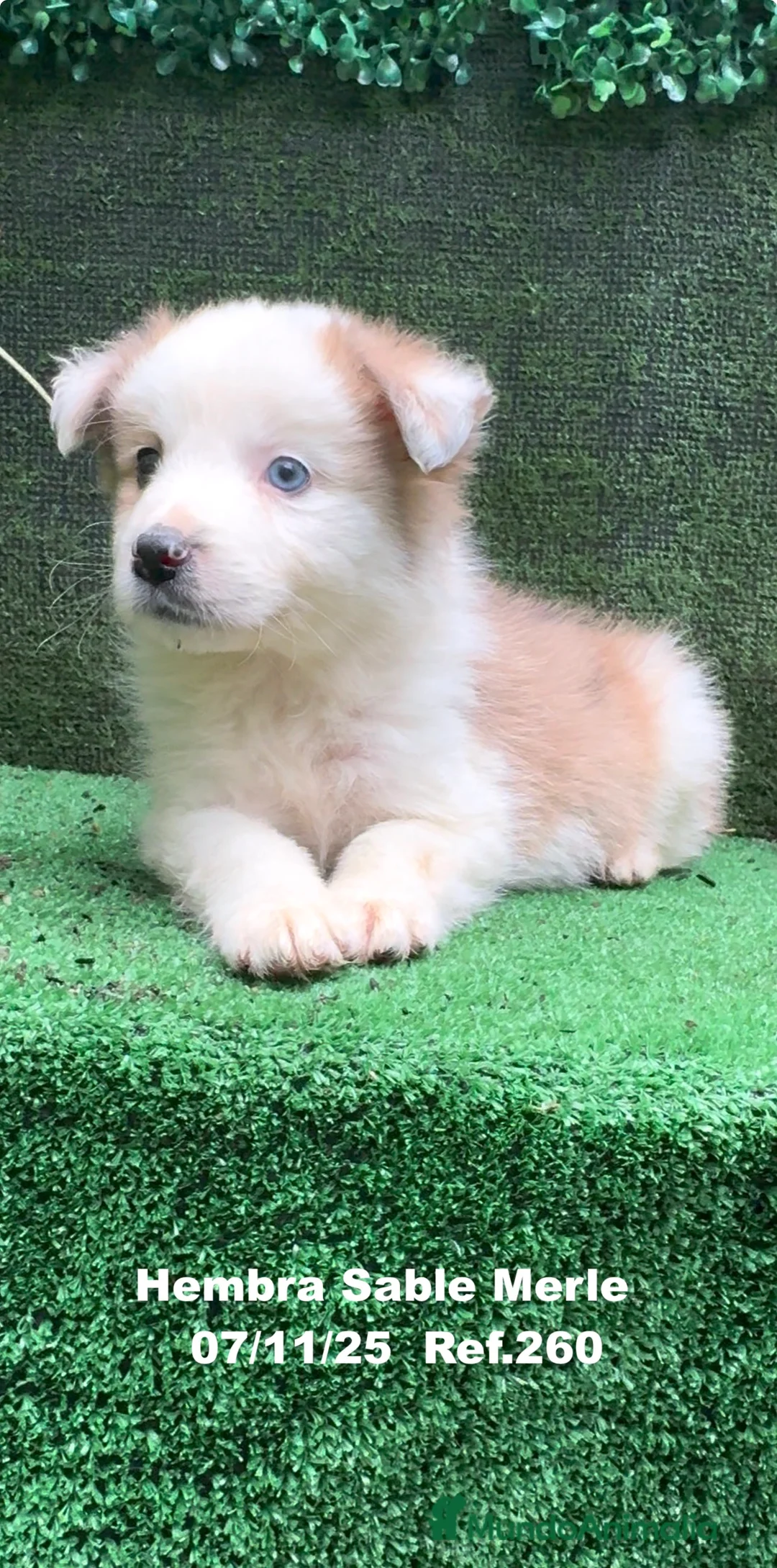 Border Collie perros en venta: Border Collie  - Anuncio 3