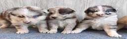 Raza Mixta perros en venta: BORDERPOM (BORDER COLLIE + POMERANIA) MACHOS - Anuncio 6