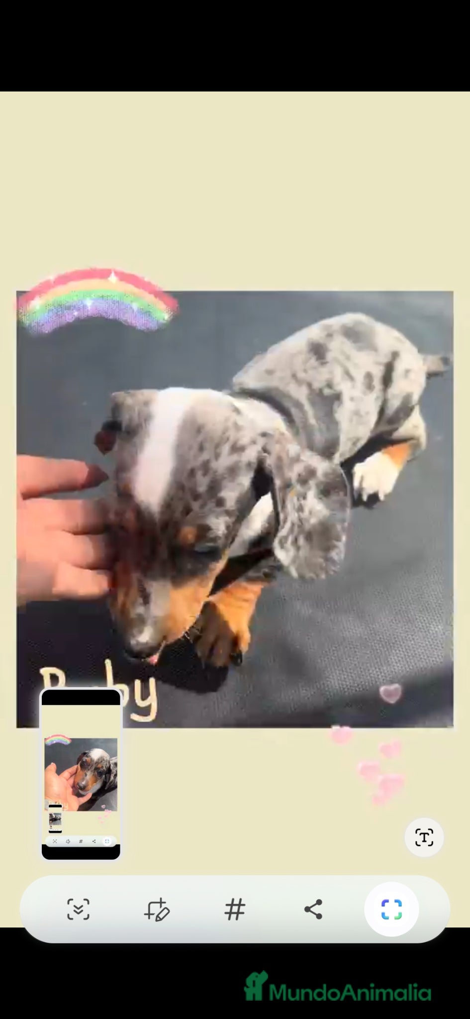 Teckel Miniatura perros en venta: Teckel arlequín  - Anuncio 3