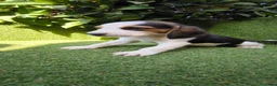 Beagle perros en venta: beagles tricolor 2 machos  - Anuncio 13