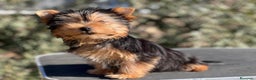 Yorkshire Terrier perros en venta: YORKSHIRE TOY MACHO DISPONIBLE! en Barcelona - Anuncio 3