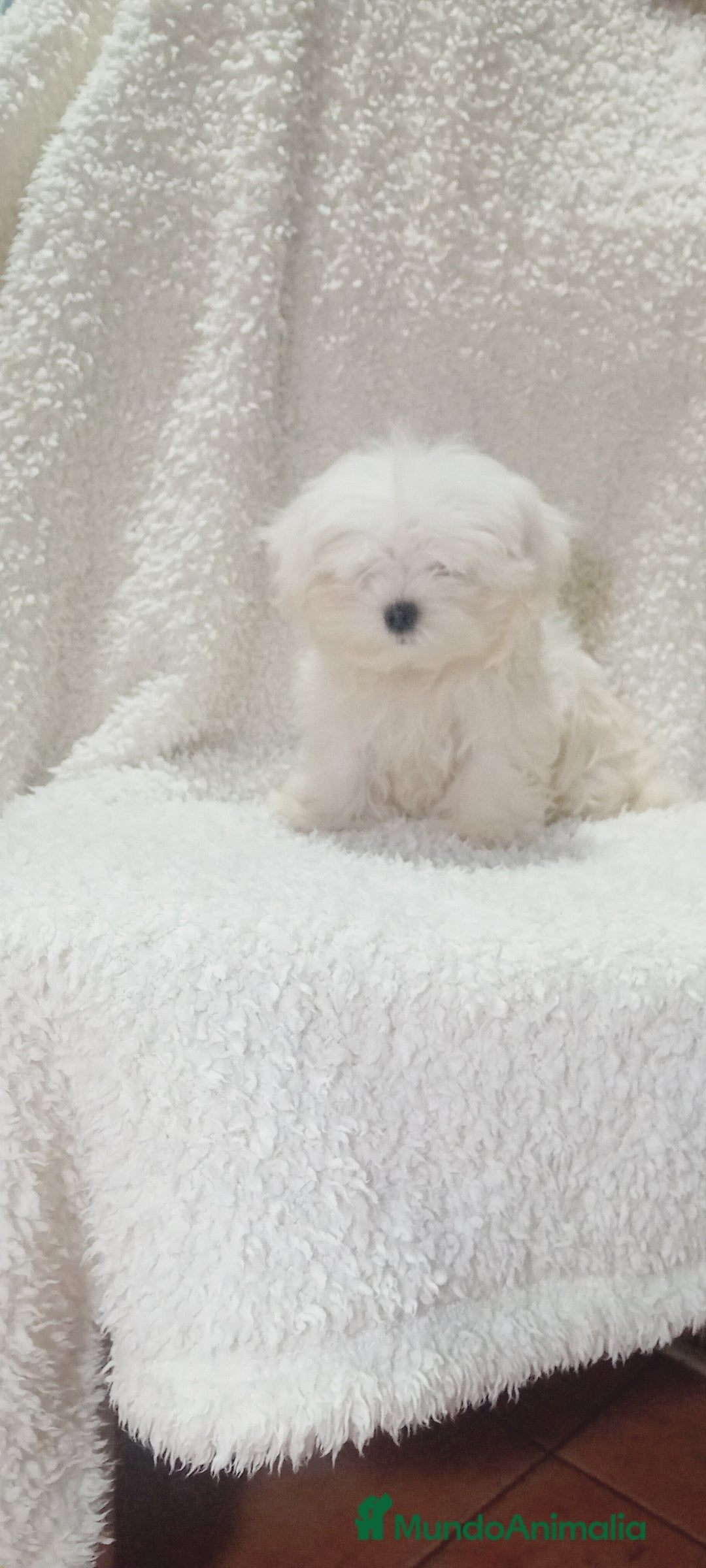 Bichón Maltés perros en venta: ‼️‼️Preciosa camada de bichón maltes toy  - Anuncio 1