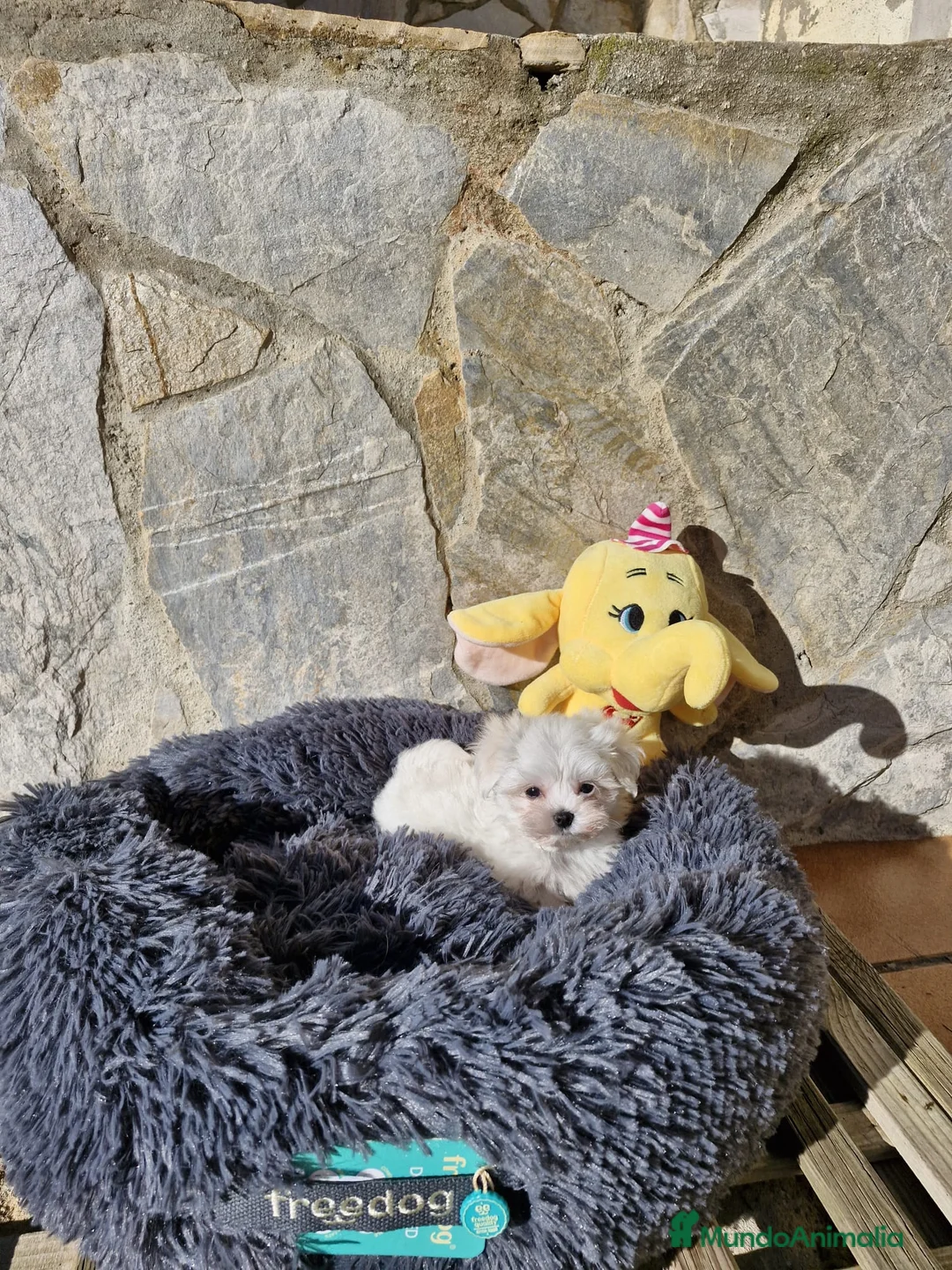 Bichón Maltés perros en venta: Bichón Maltés espectaculares  en Barcelona - Anuncio 6