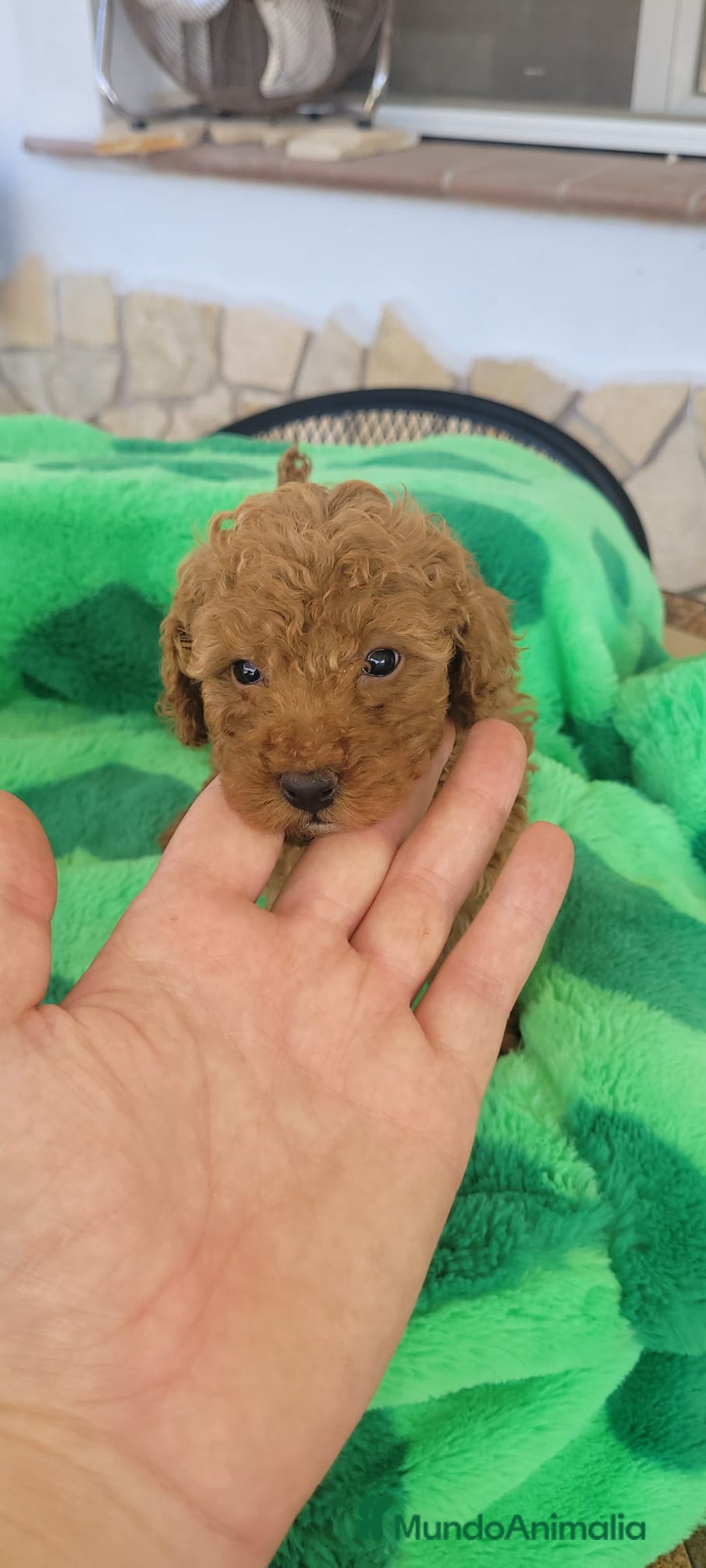 Caniche Toy perros en venta: CANICHES CALIDAD Y SELECCIÓN  - Imagen 4