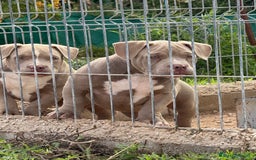 American Bully perros en venta: Cachorros de American Bully - Imagen 2