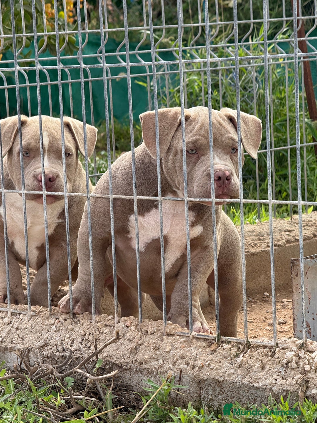 American Bully perros en venta: Cachorros de American Bully - Imagen 2