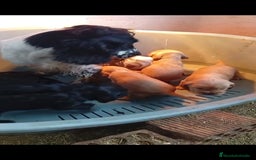 Cocker Spaniel Inglés perros en venta: Cocker Spaniel ingles  - Anuncio 1